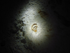 Cenote Dos Ojos 