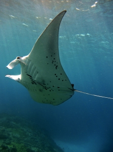 Manta Point - Wyspa Penida