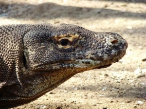 National Komodo Park